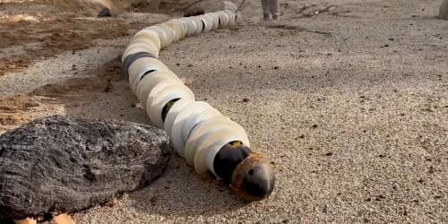 EELS on sand.